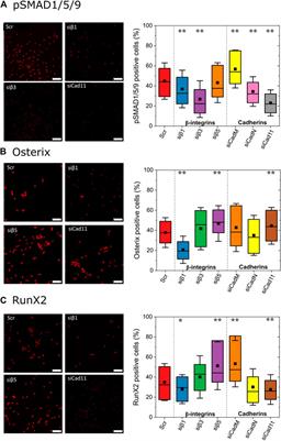 Interplay between integrins and cadherins to control bone differentiation upon BMP-2 stimulation